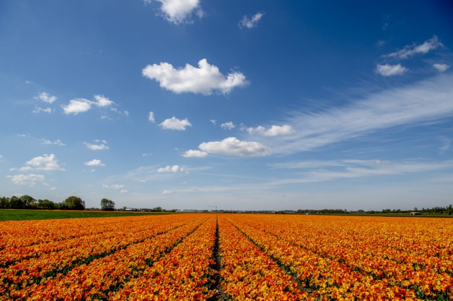 Itemnummer 15486